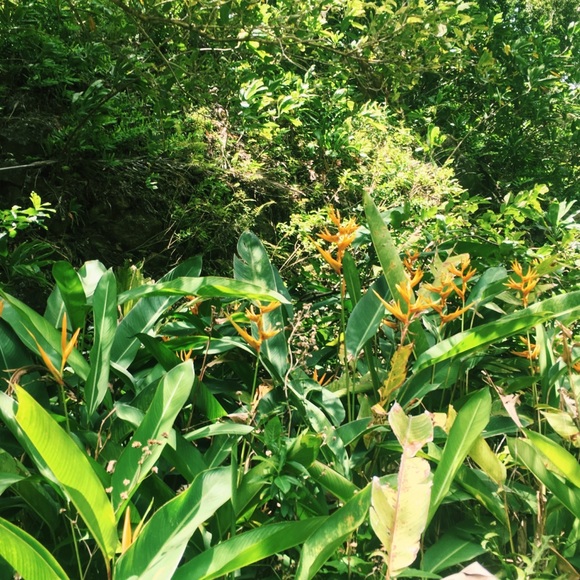 Meet your Posher, Lily - Picture 1 of 1